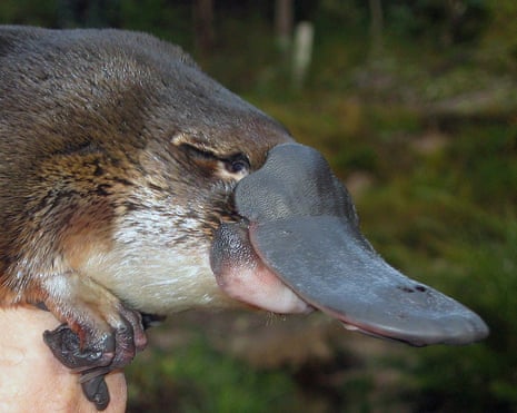 Close up side view of a platypus