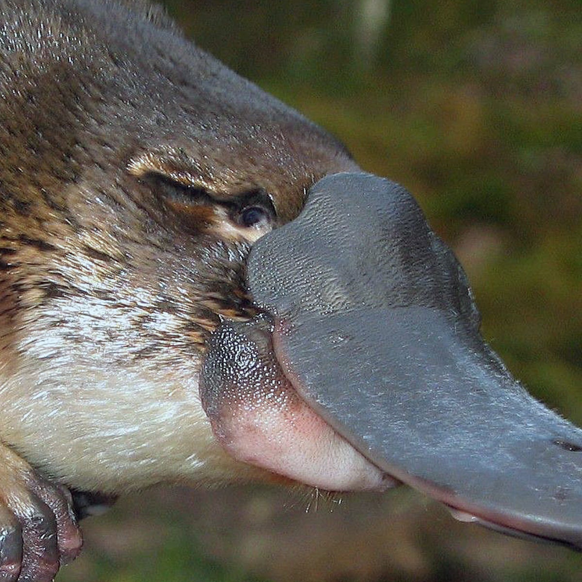 Search for platypus killer after decapitated animals found in Albury | New  South Wales | The Guardian