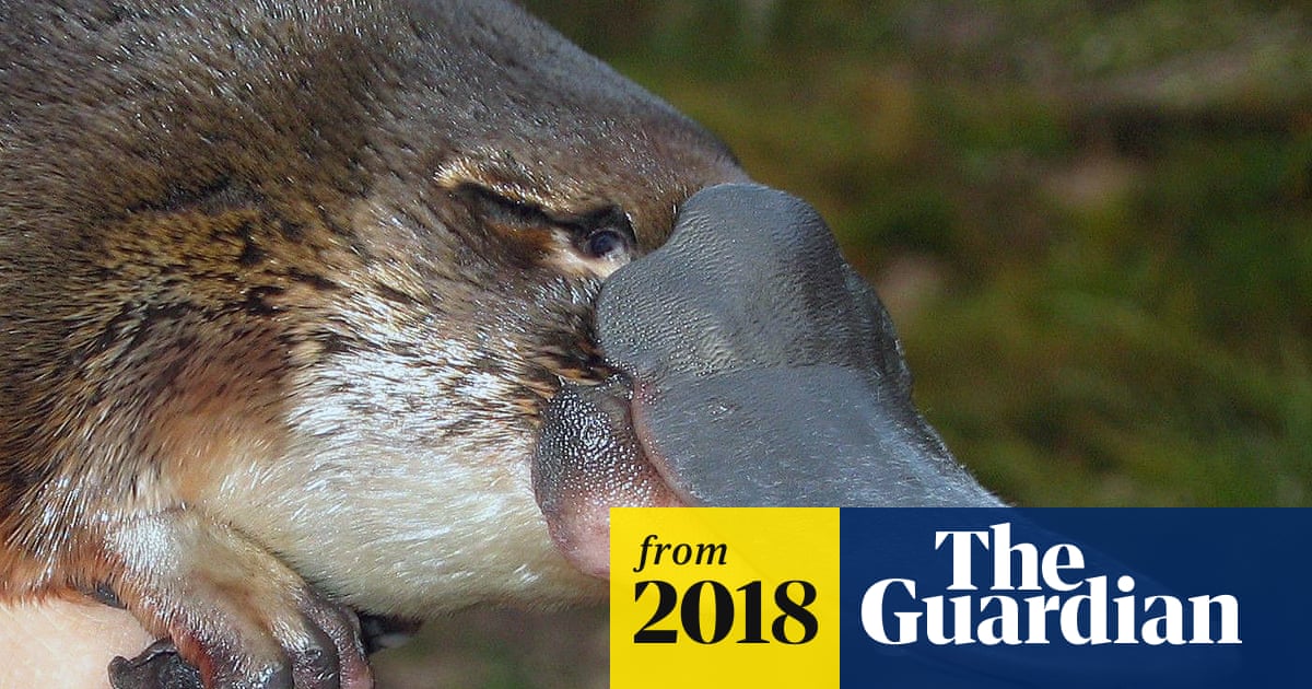 Platypus eating a normal insect diet could ingest at least 69 drugs, research reveals