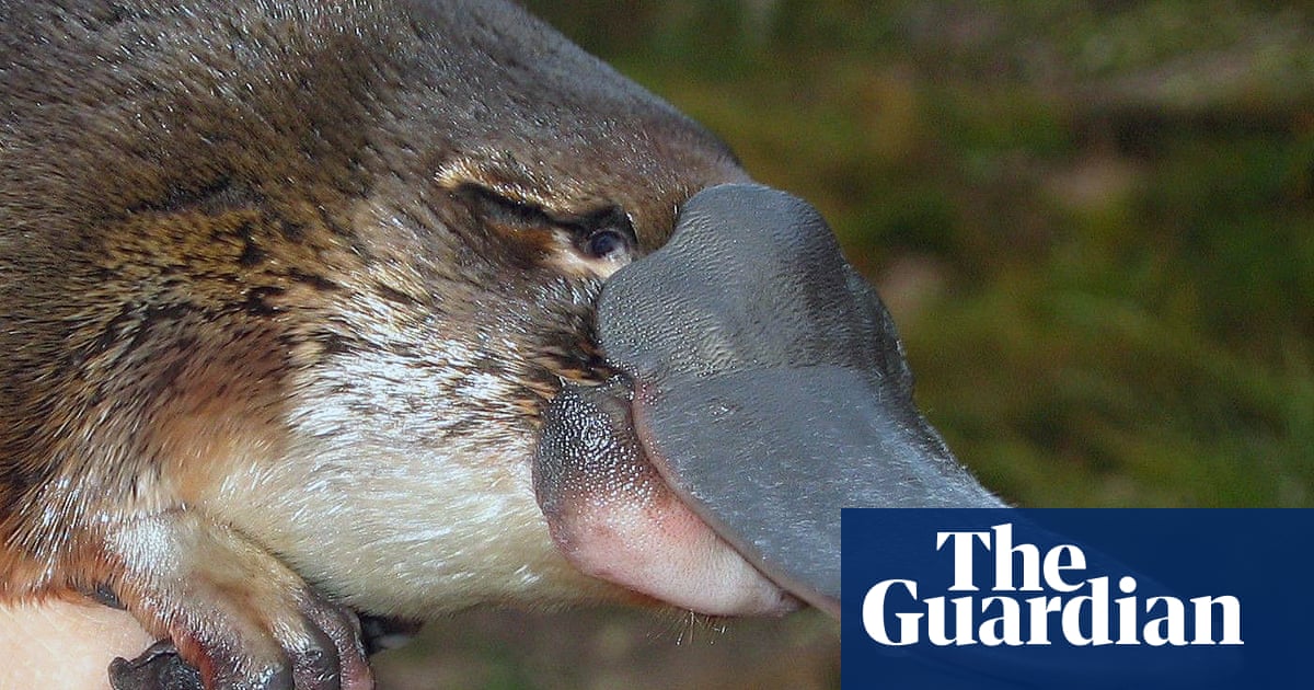 Oldest platypus found in the wild is 'beyond all our expectations', say researchers
