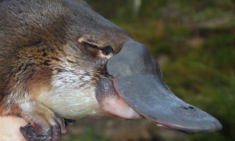 A platypus in a Victorian creek. 