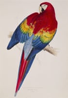 A parrot with red, yellow and blue patterned feathers sitting on a branch with its head turned