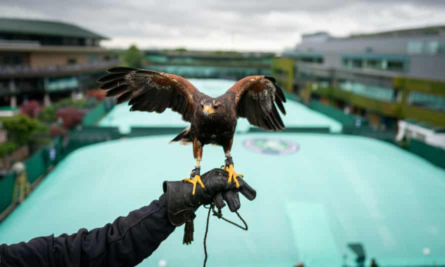 Rufus the hawk