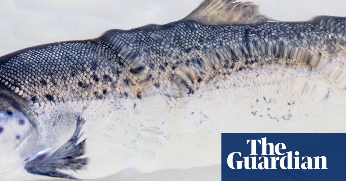 Something fishy: the best of Belfast photo festival in pictures