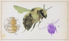The shrill carder: once-common bumblebee heading for extinction