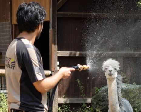 A Frankfurt Zoo worker sprays alpacas with water during a severe heatwave in Germany.