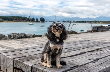 A cavoodle sits on a wharf with sailboats behind it