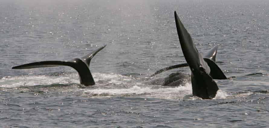 cape cod right whales