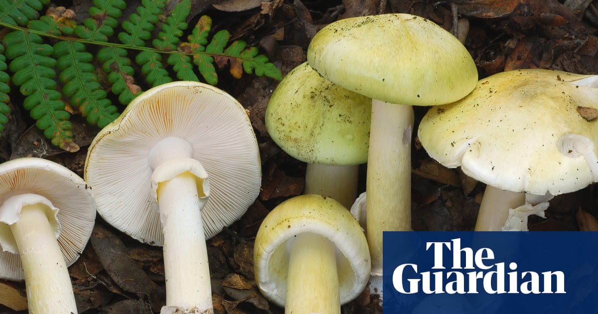 ‘Unprecedented’ spate of toxic mushroom illnesses jar California