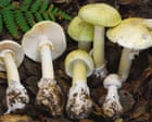 ‘Unprecedented’ spate of toxic mushroom illnesses jar California
