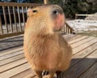 New Documentary 'The Route to Cappyness' Explores Global Capybara Phenomenon