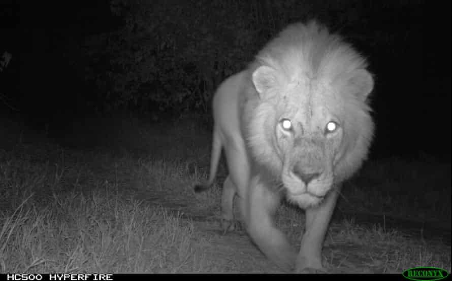 Culu il leone nel Limpopo national park, catturato da una trappola fotocamera.