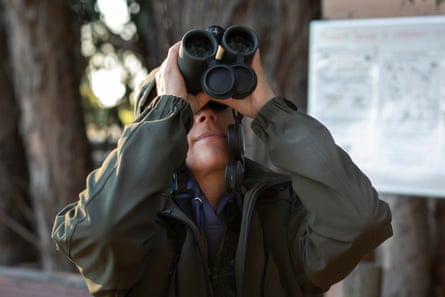 Stephanie Little, a scientist with California state parks, uses binoculars to look up in the trees and count butterflies in Pismo Beach.
