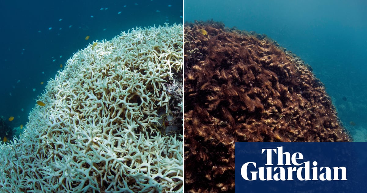 The Great Barrier Reef a catastrophe laid bare Great Barrier Reef The Guardian The Great Barrier Reef a catastrophe laid bare Great Barrier Reef The Guardian