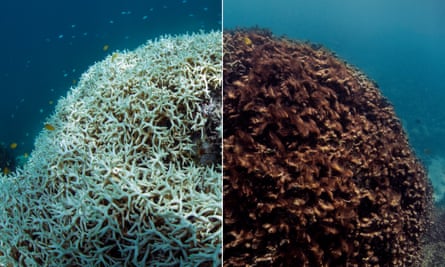 Dying and dead coral after bleaching at Lizard Island, north of Cooktown, on Australia’s Great Barrier Reef. The image on the left from March 2016 is the coral after bleaching, the one on the right from May 2016 shows it after it has died and been blanketed by seaweed. Human-caused climate change is wiping out some reefs wholesale and many researchers fear coral reefs may not survive the century.