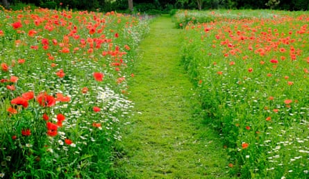 Poppies and daisies in a meadow, with a path mown through