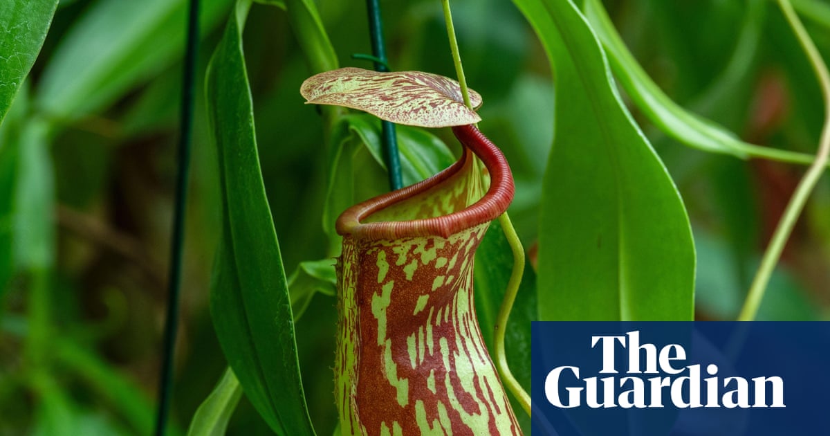 Plantwatch: Pitcher plant's sweet nectar is laced with toxic nerve agent