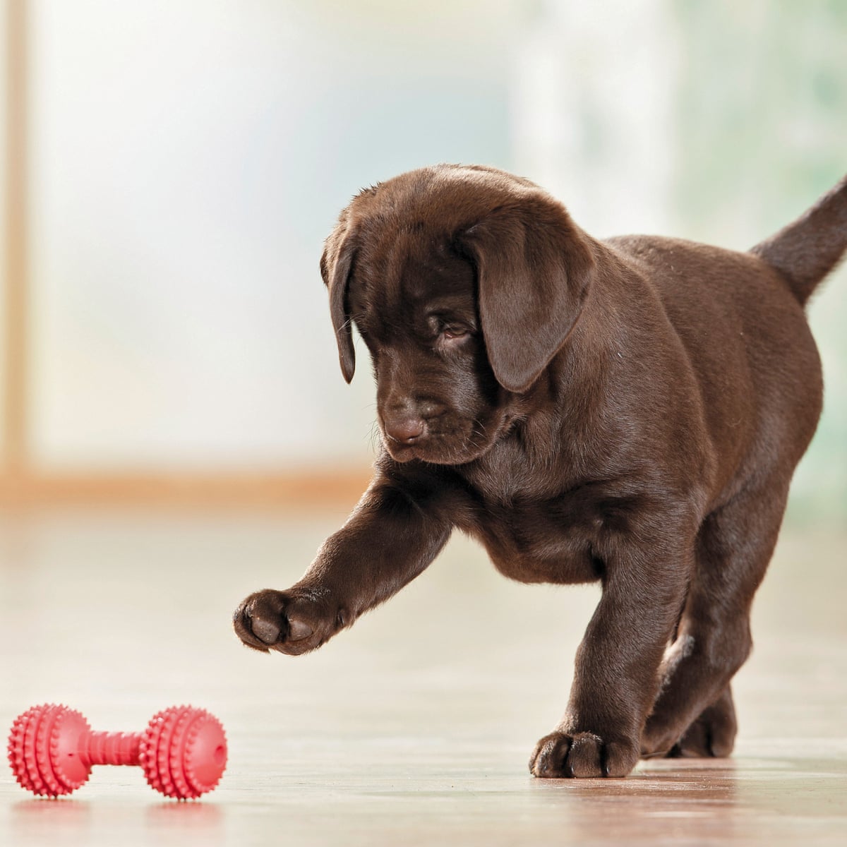 If Dogs Could Talk They D Tell Us Some Home Truths Dogs The Guardian