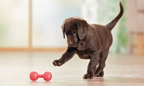 Labrador retriever puppy playing with a toy.