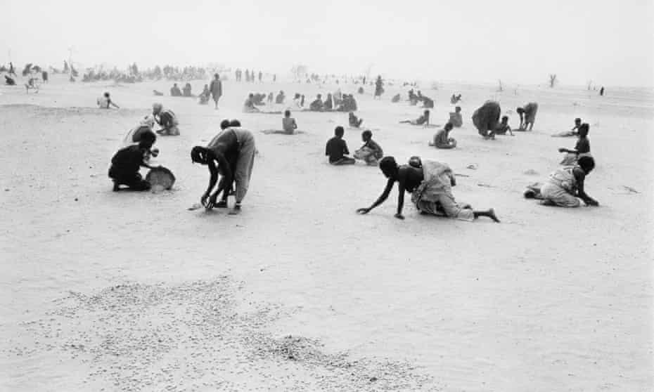 Nomads pick up bran sticks dropped by plane from the French air force, during a 1974 drought in Sahel, south of the Sahara Desert. (Photo by Alain Nogues/Sygma/Sygma via Getty Images).