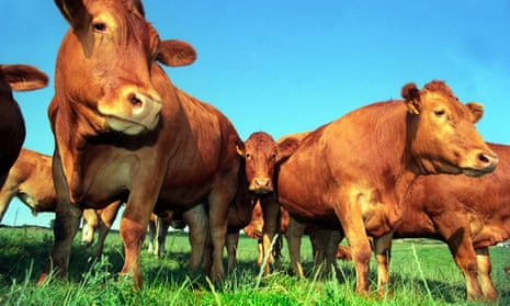 Beef cattle in the UK
