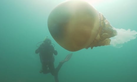 1.5-metre jellyfish spotted off coast of Cornwall | Cornwall | The Guardian