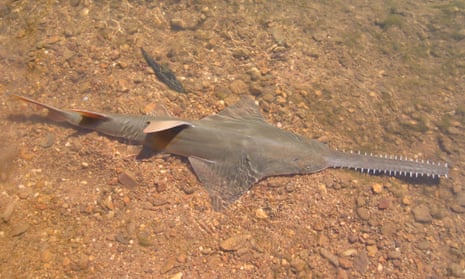 Sawfish numbers in global stronghold are dropping, prompting calls for fishing  protection, Environment