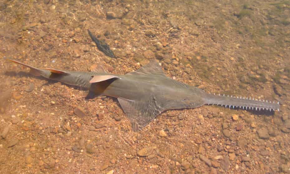 A largetooth sawfish