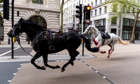 A black and a white horse bolt through the streets of central London, the white horse blood-stained