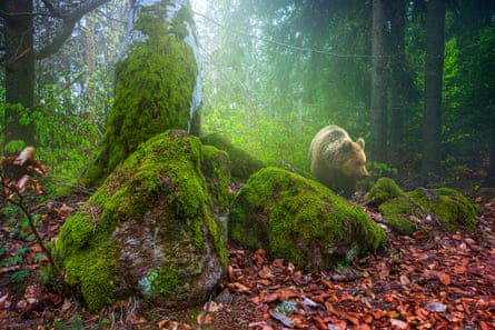 A bear in the wilds of Carpathia.