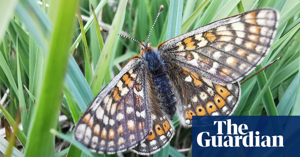 endangered-marsh-fritillary-butterfly-makes-a-comeback-in-lake-district