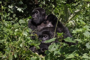 Two mountain gorillas play together in the forest of Bwindi Impenetrable National Park in southwestern Uganda