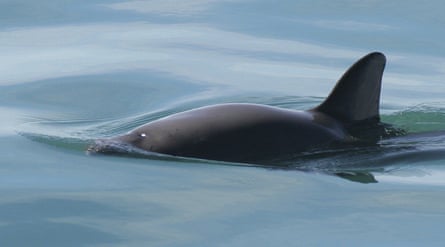 A vaquita porpoise.