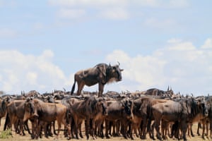 Jean-Jacques Alcalay was highly commended for his blue wildebeest who appears to ride a wave of hundreds of other wildebeest in Masai Mara, Kenya.