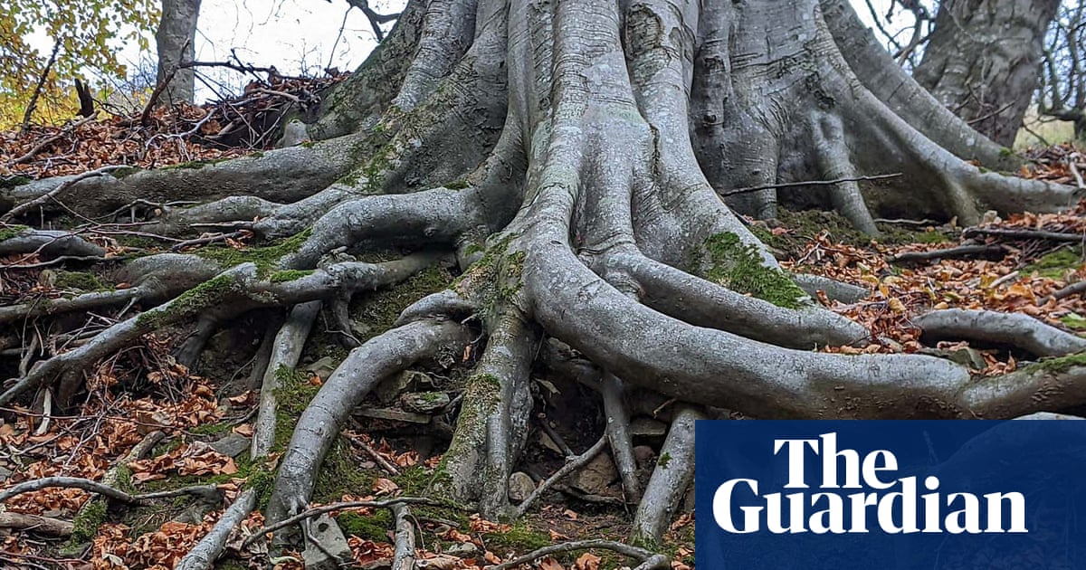 Country diary: Not long now till our favourite beech breaks and falls | Phil Gates