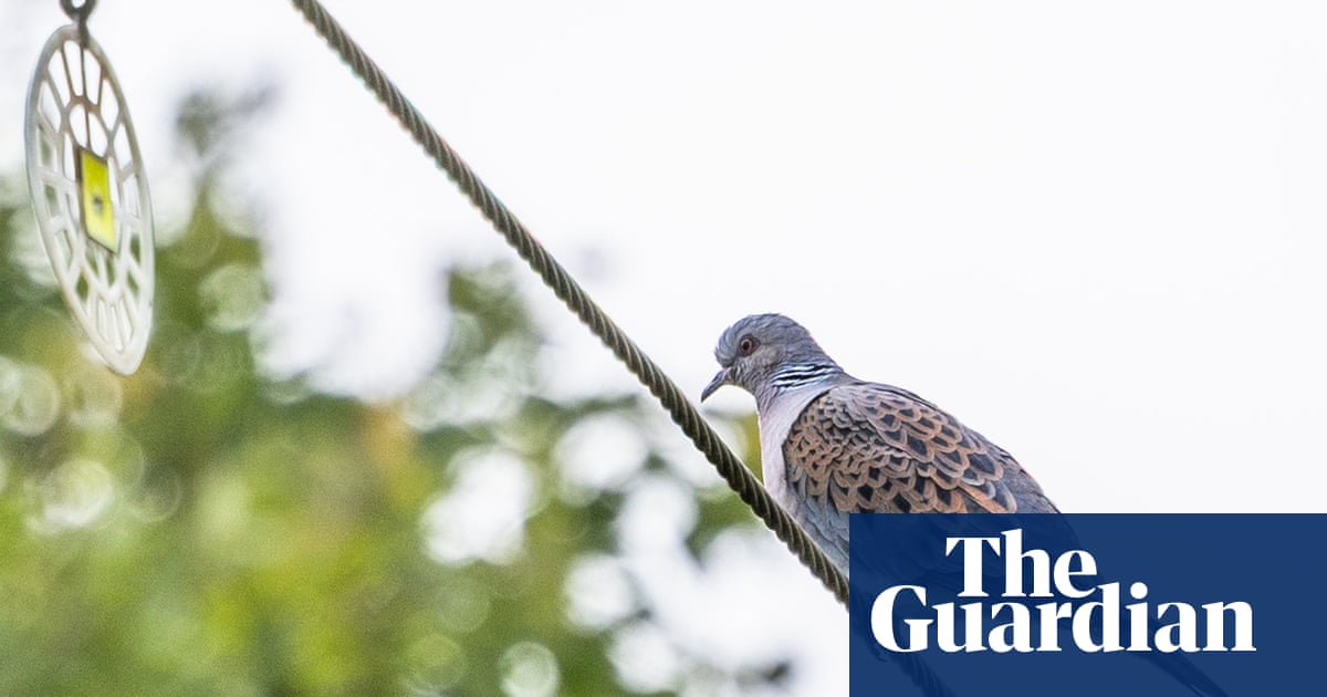 Country diary: This weary traveller has escaped the hunter’s gun | Sarah Lambert