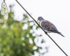 Country diary: This weary traveller has escaped the hunter’s gun | Sarah Lambert