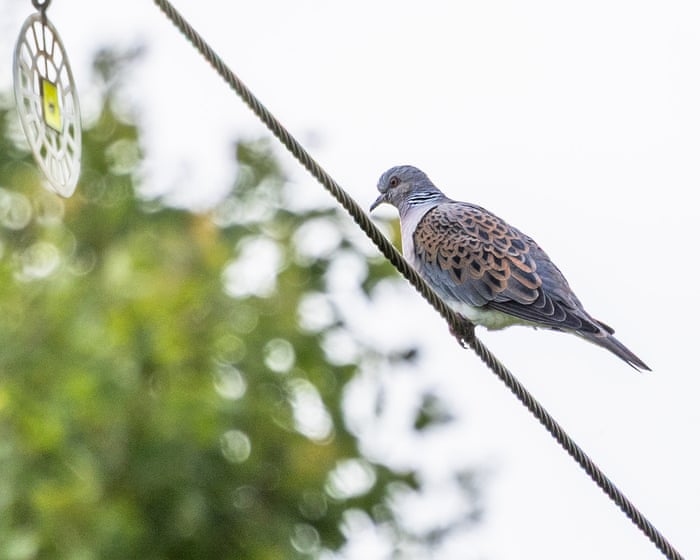 Country diary: This weary traveller has escaped the hunter’s gun | Sarah Lambert
