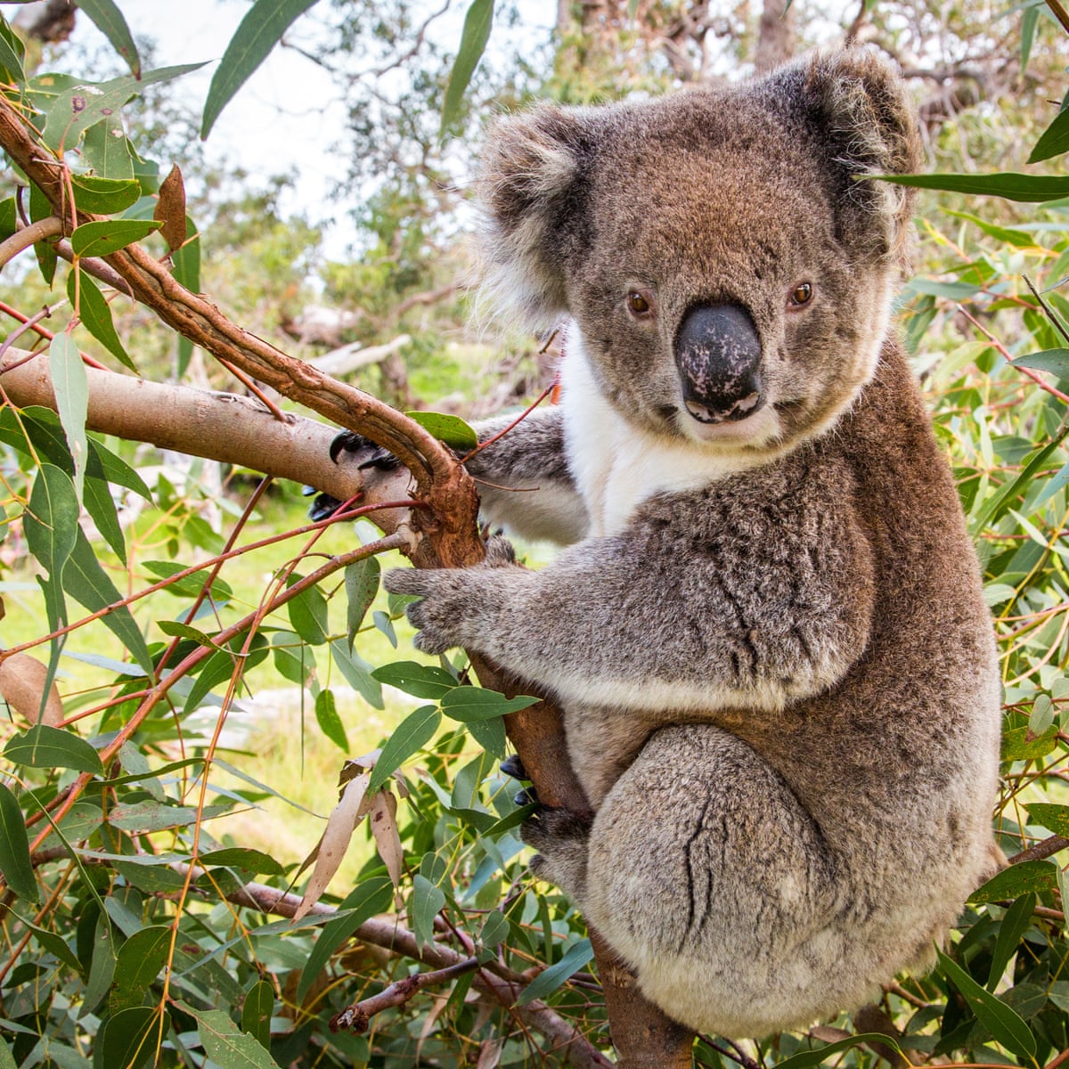Horrendous': NSW animal parks could be banned from renting out koalas | New South Wales | The Guardian Horrendous': NSW animal parks could be banned from renting out koalas | New South Wales | The Guardian