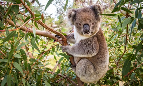 Koala in a gum tree.