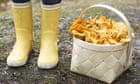 No fungi! Why we're cracking down on mushroom pickers
