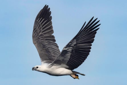 Australian white-bellied sea eagle in flight with fish in talons.