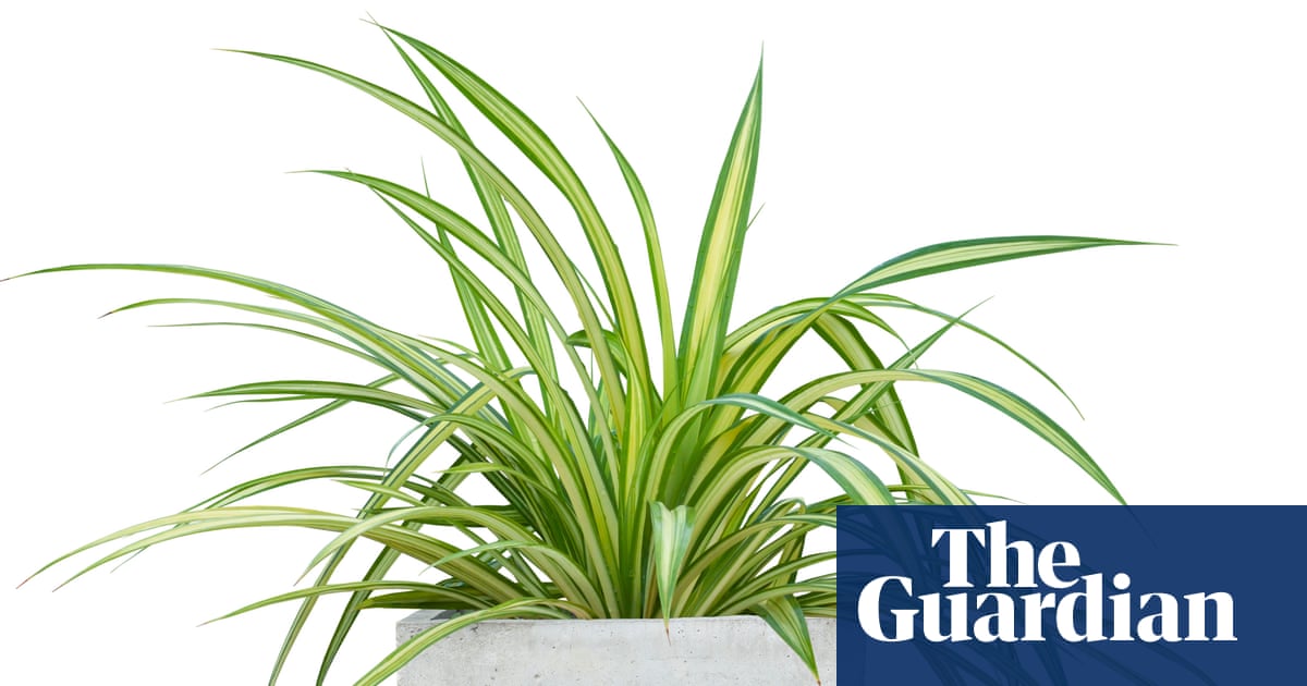 Houseplant clinic: why is there a chalky crust on my plant’s soil?