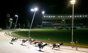 Greyhound racing at Wentworth Park in Sydney. A new report by UTS has looked at ways to cut the number of injuries that can lead to dogs being put down. 