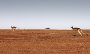 Kangaroos on the move near Marree, South Australia