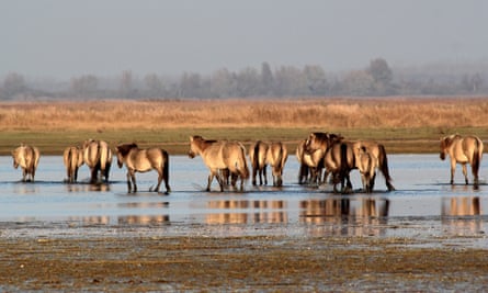 Konik ponies paddling in the Lauwersmeer nature reserve