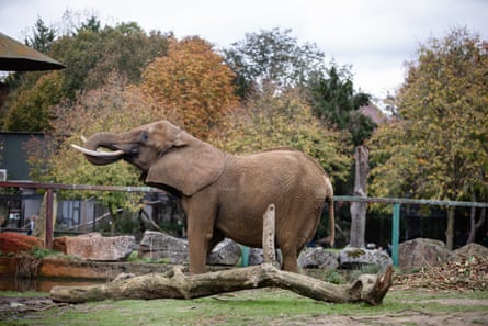 An elephant with long tusks curls its trunk in a zoo