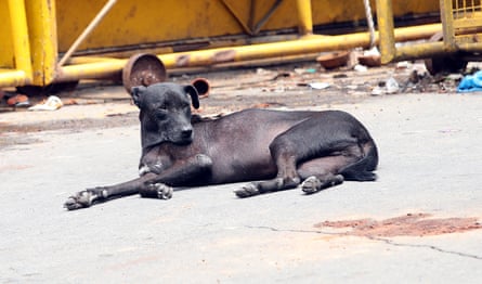 A black dog lounges in the street.