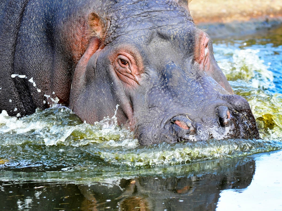 Image Of The Day Philadelphia Zoo Animals Pictures Of The Week