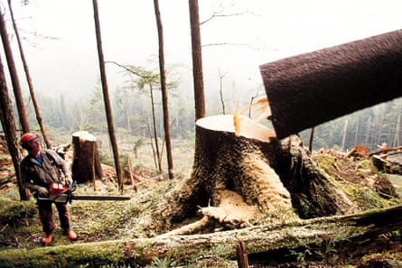 A cutter stands back as he fells a Sitka spruce tree in the forest